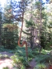 PICTURES/Swiftcurrent Pass Trail/t_Directional Tree.jpg